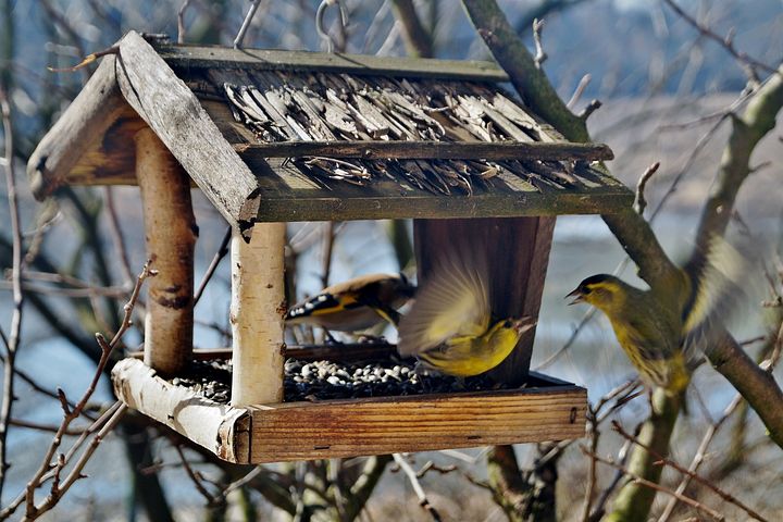 Vogelfutterhaus im Hausgarten